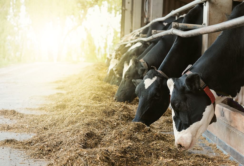 dairy farm cows eating hay