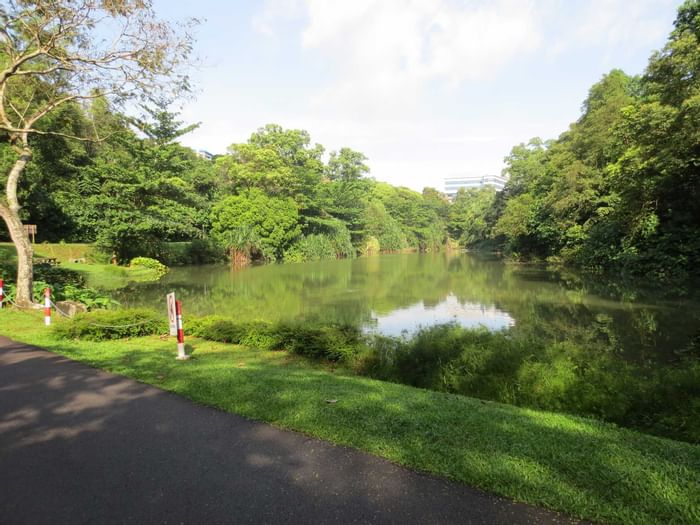 A lake in Kent Ridge Park near Momentus Hotel Alexandra