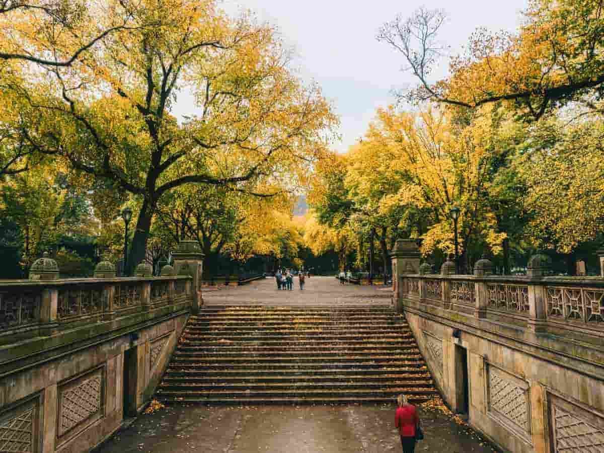 Central Park Greenery