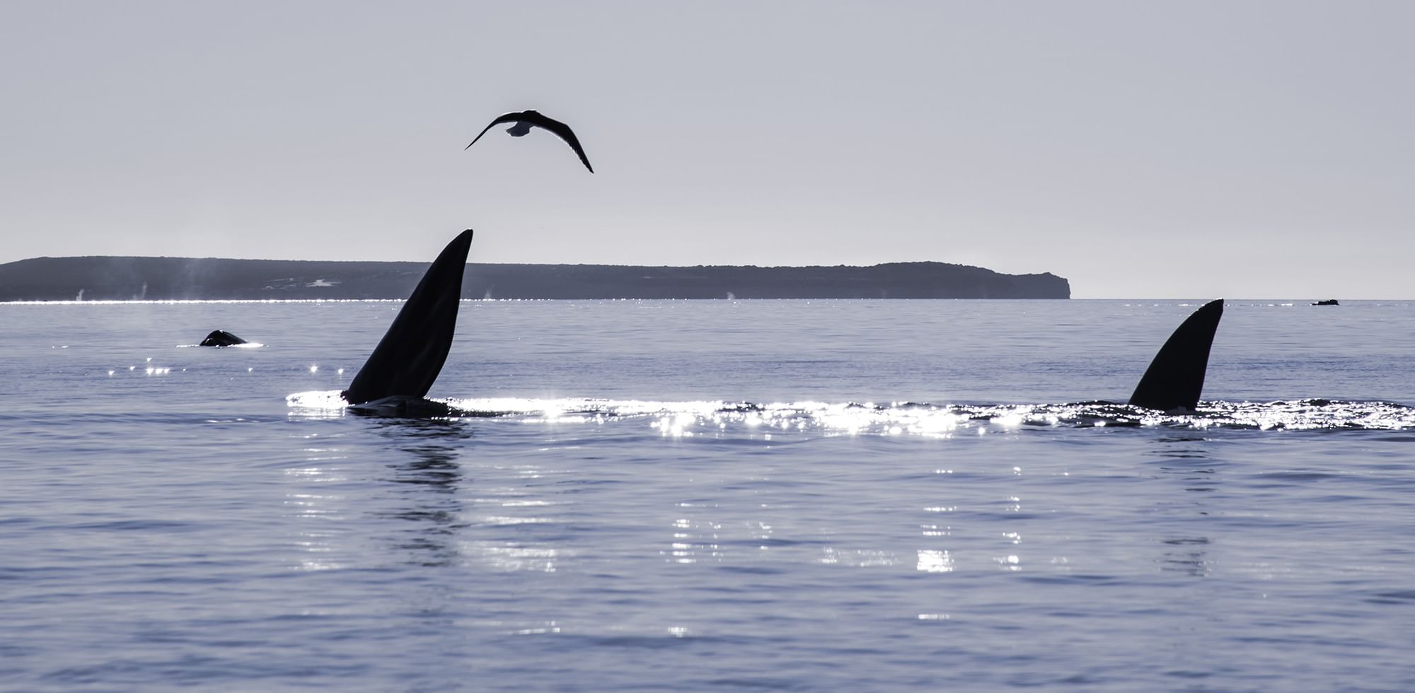 Two orcas dorsal fin's with a bird in the sky