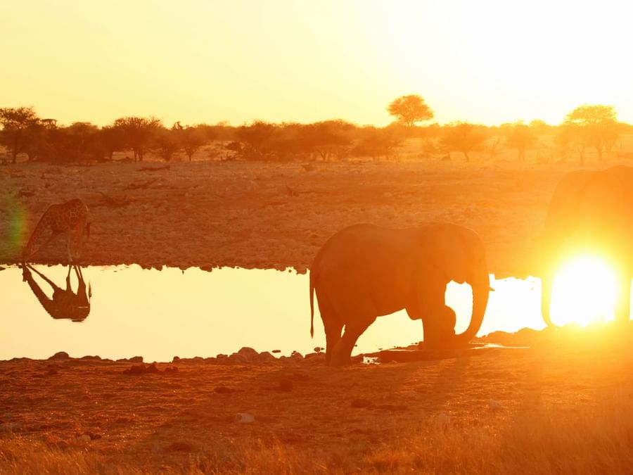 Sunset in savannah with elephant silhouette and giraffe at Dubai Safari near DAMAC Hotels & Resorts