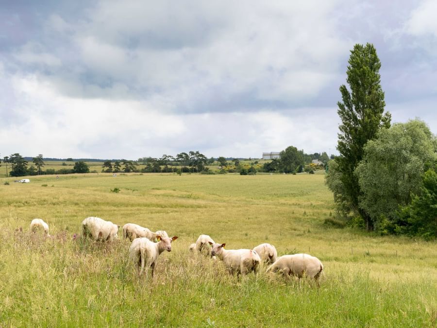 Sheep Grazing Grass in a Vineyard near Hotel Le Caussea