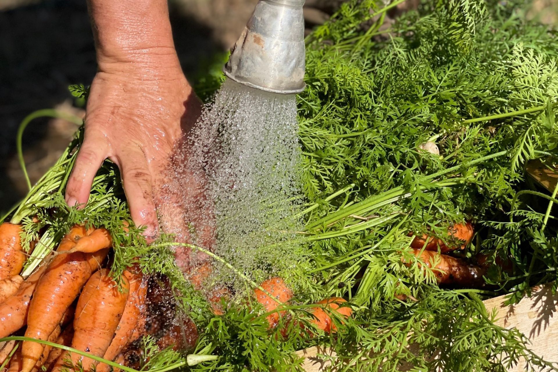 Washing fresh vegetables at Domaine De Manville