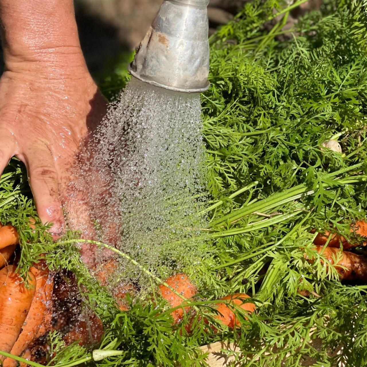 Washing fresh vegetables at Domaine De Manville