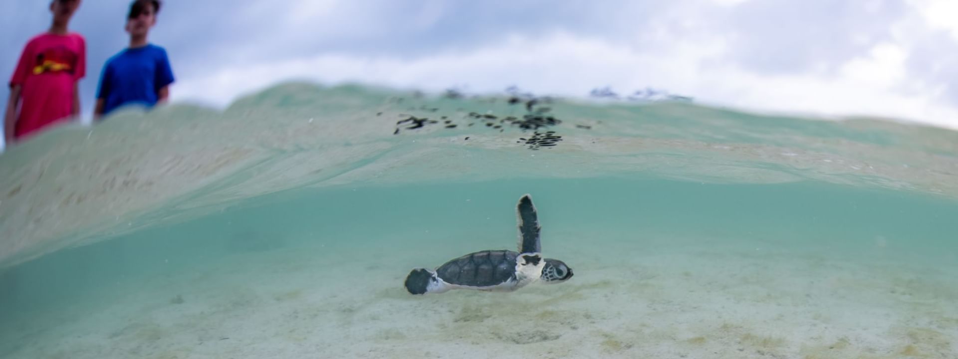 Two boys watching a baby turtle near Heron Island Resort