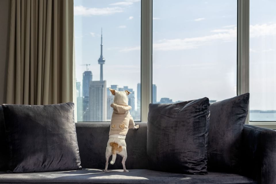Small dog standing on a dark sofa by floor-to-ceiling windows overlooking the scenic Toronto skyline at Hotel X Toronto