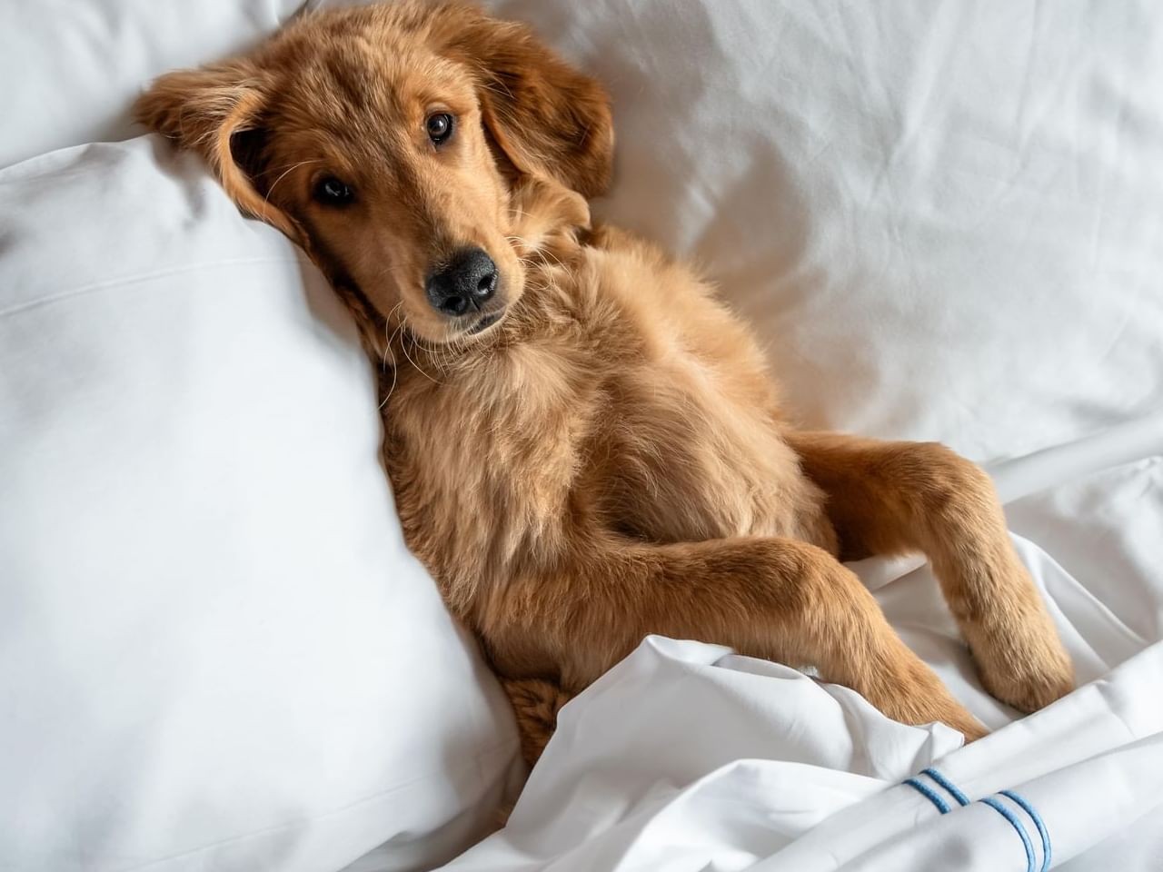 Golden retriever puppy lying on a bed with white sheets and pillows at Gansevoort Meatpacking NYC