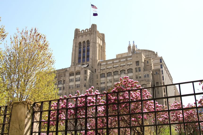 Northwestern University Feinberg School behind pink blossoms and leafy trees under a clear sky near Hotel Saint Clair