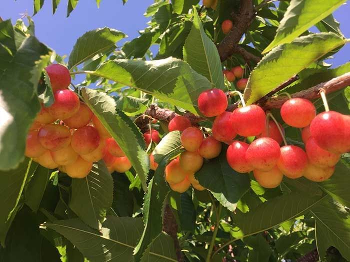 Cherry picking