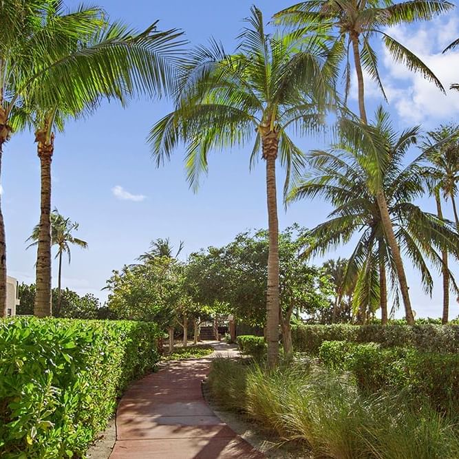 Exterior view of the garden with palm trees at Lorraine Hotel