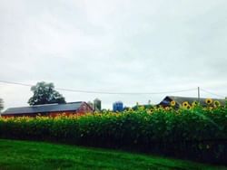 The Pickin' Patch farms near
Avon Old Farms Hotel