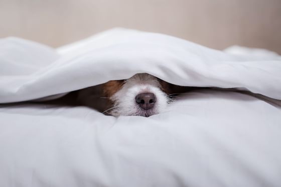 A puppy under the bed sheets