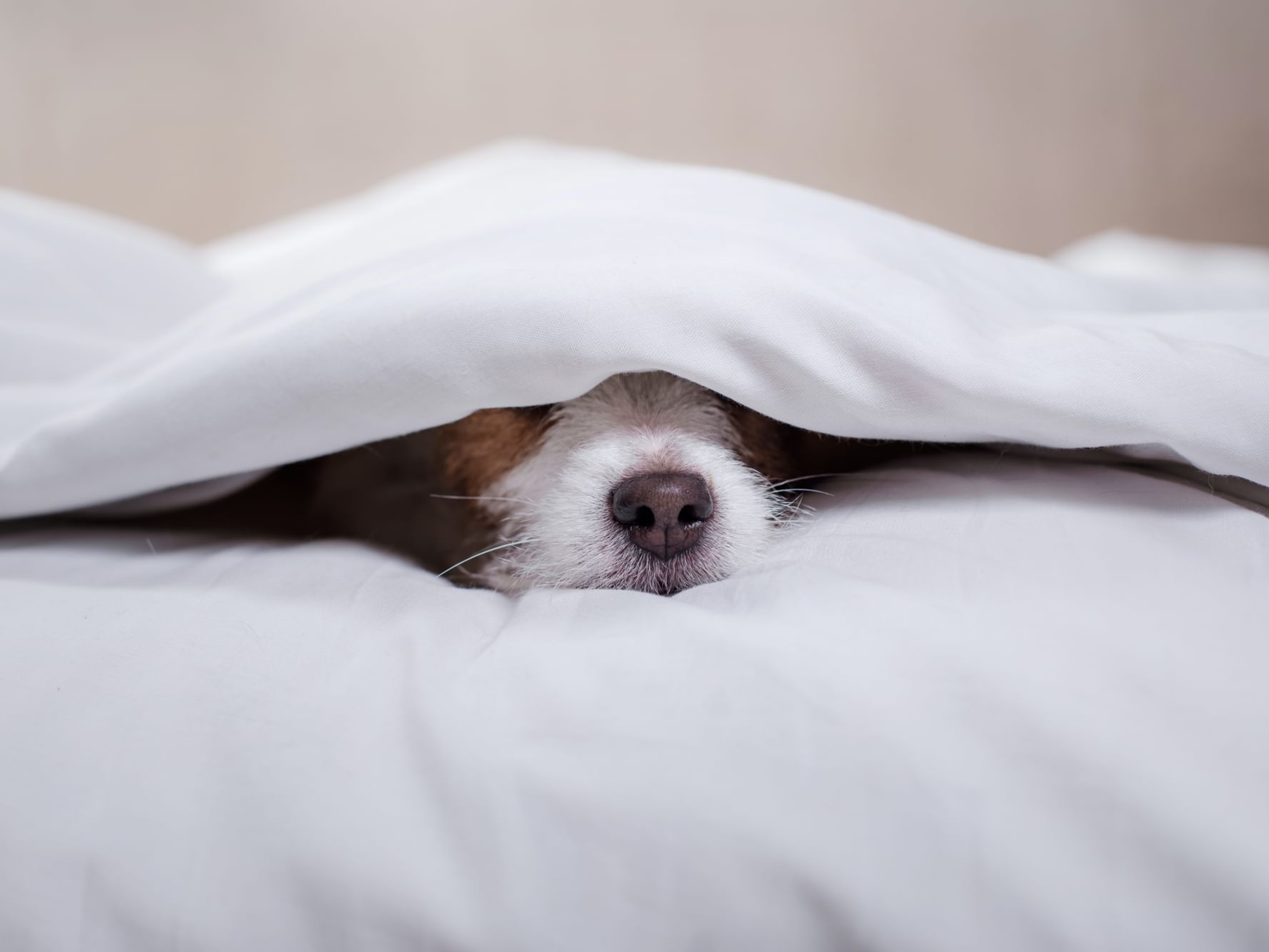 A dog hiding on the bed under a bed sheet