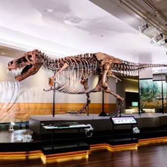 Tyrannosaurus skeleton in Royal BC Museum near Pendray Inn & Tea House