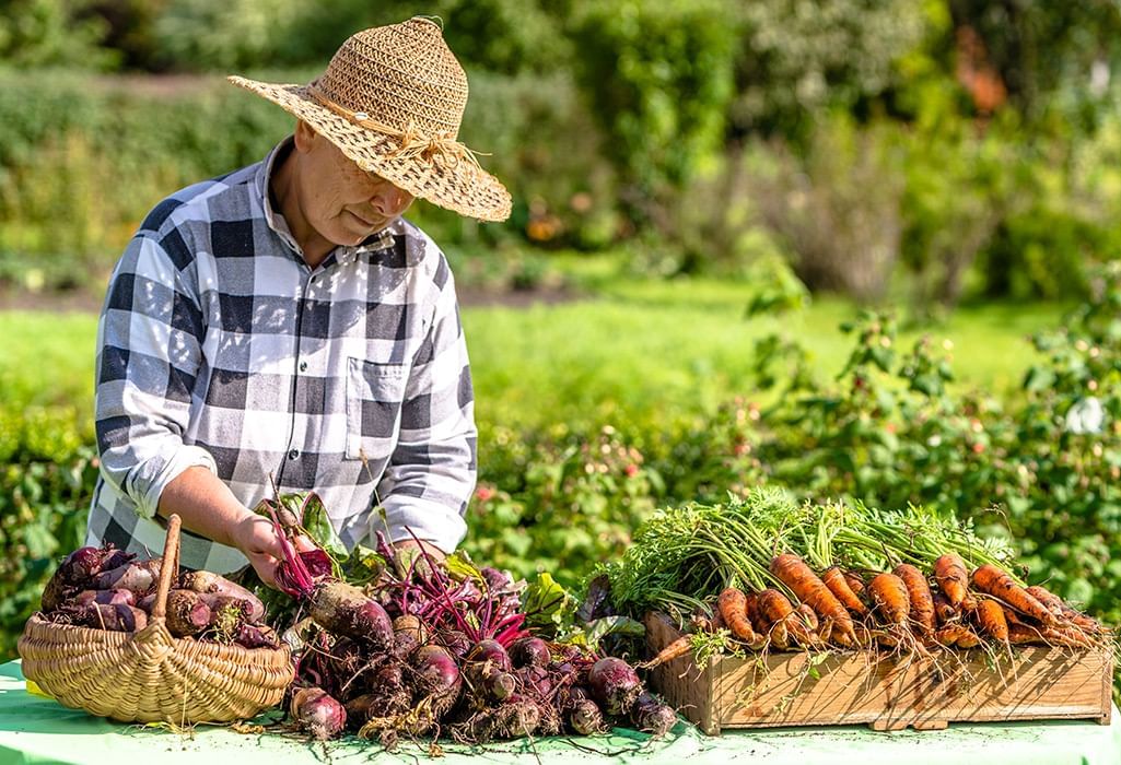farmer holding turnips with a basket of carrots on the side