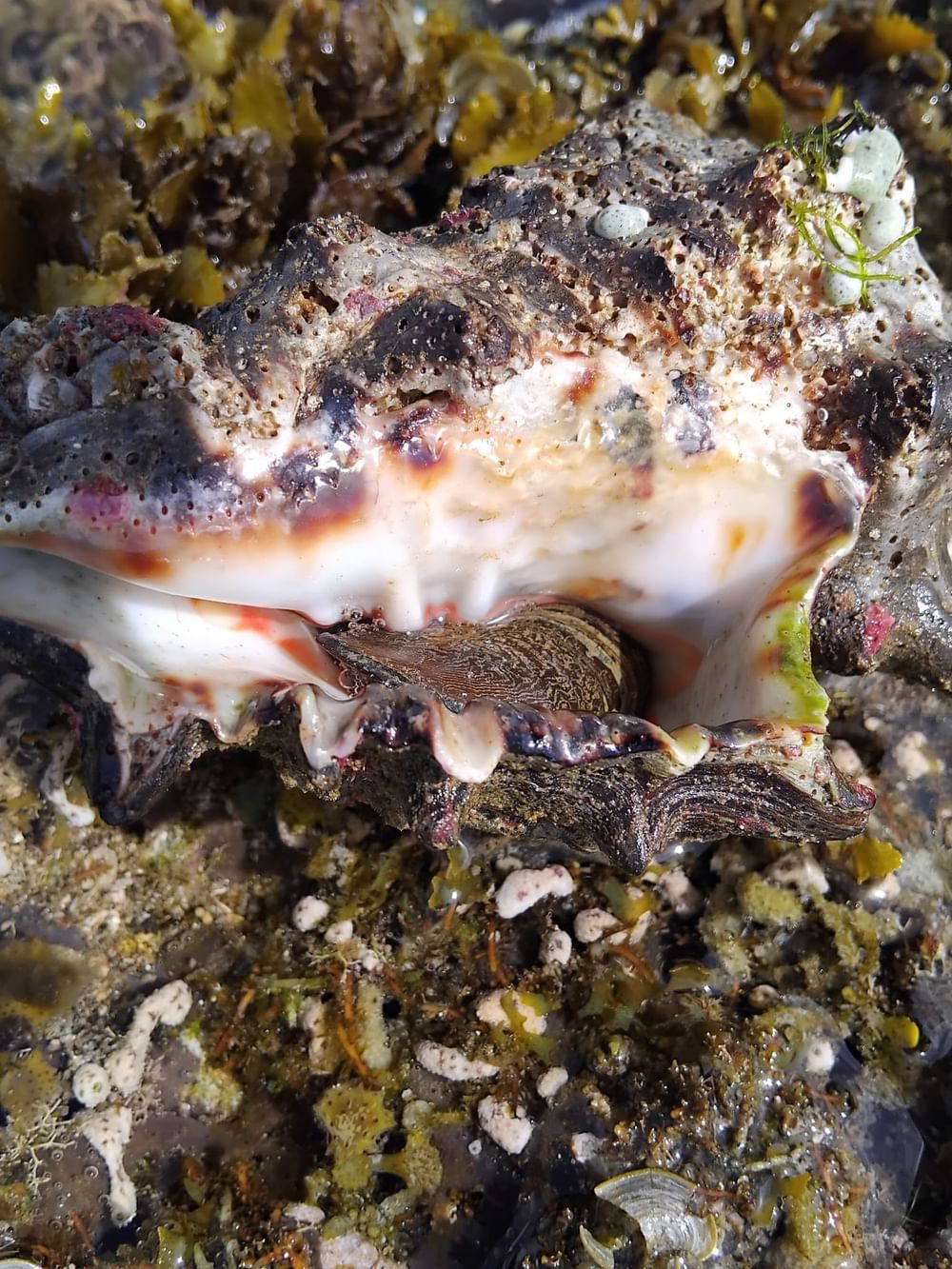 Coral and sea life around the reef at Tambua Sands Beach Resort - Fiji in Sigatoka.