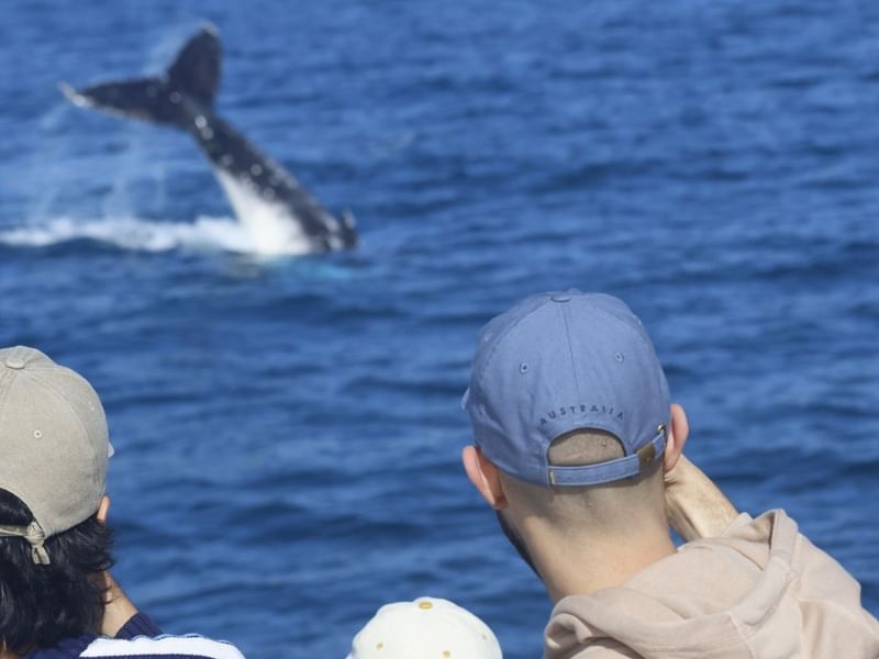 Whale Watching in Bunker Bay