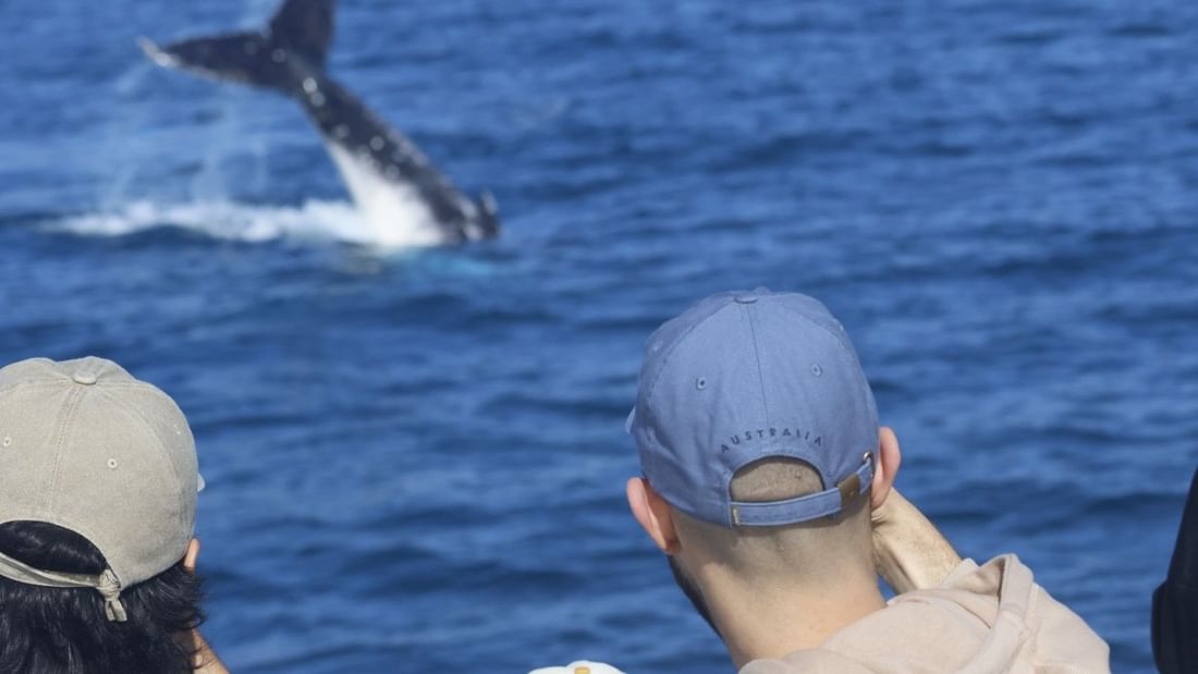 Whale Watching in Bunker Bay