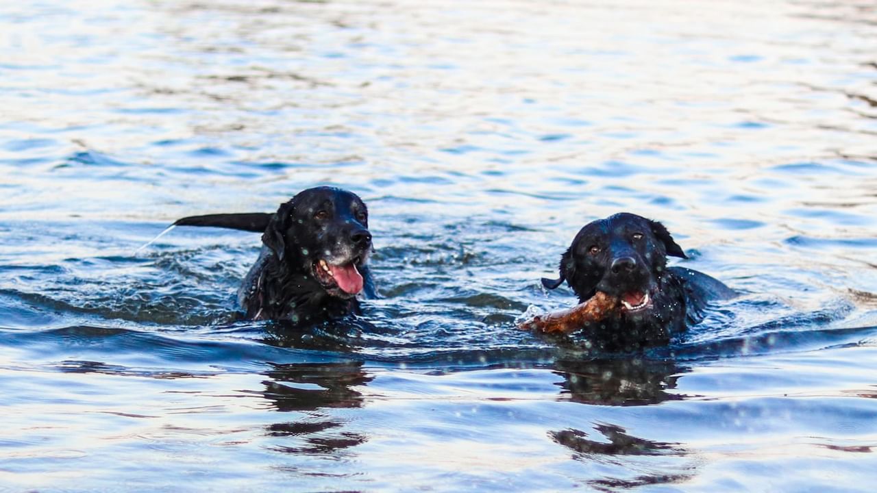 Dogs paddling in lake