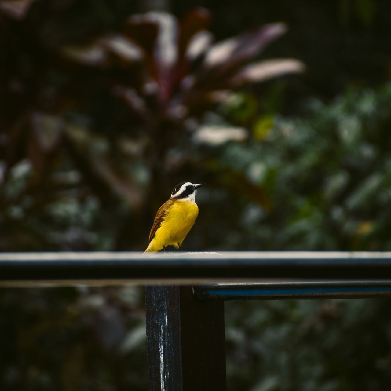 A bird captured on a railing at La Cantera Lodge de Selva