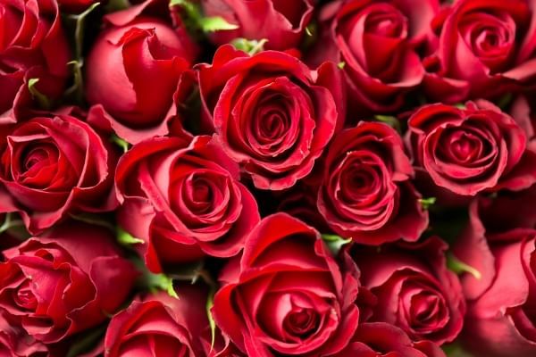 A closeup of red roses. 