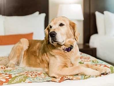 Dog lying on bed