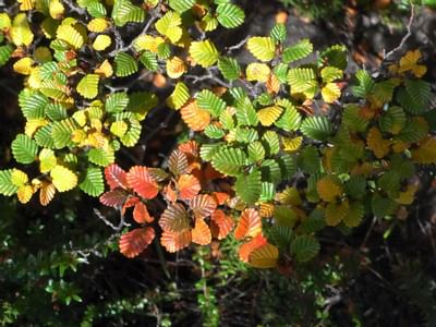 Fagus leaves at the forest near Cradle Mountain Hotel