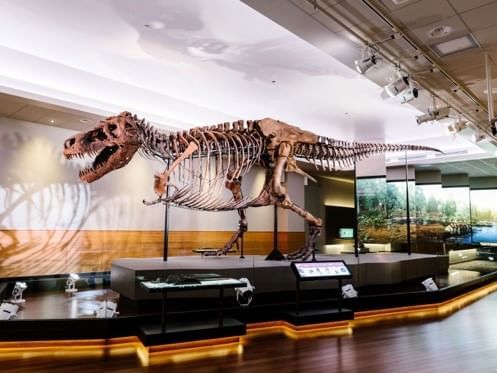 Dinosaur skeleton on exhibit in Royal BC Museum near Huntingdon Manor
