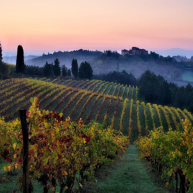 Picturesque vineyard rows at dawn, setting for Umstead Uncorked Wine Tasting.