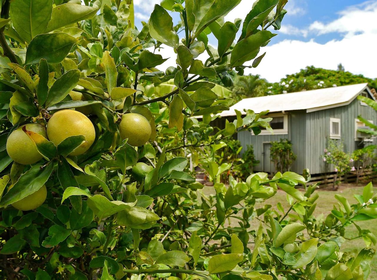 Waimea Plantation Cottages