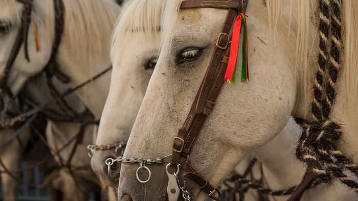 Closeup of horses face in Vendee Farm near The Original Hotels
