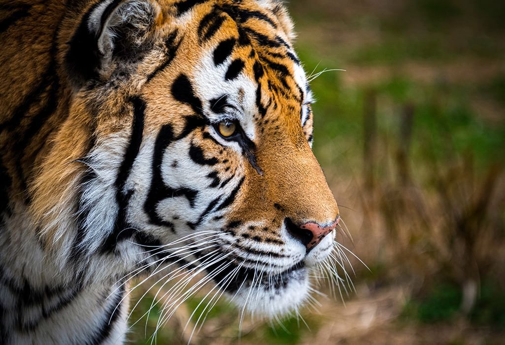face of an Amur Tiger