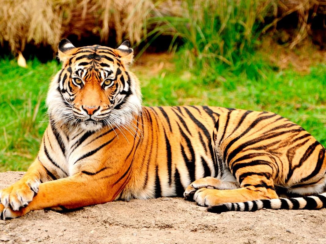 Tiger resting on the ground in Vallarta Zoo near Buenaventura Grand Hotel and Spa