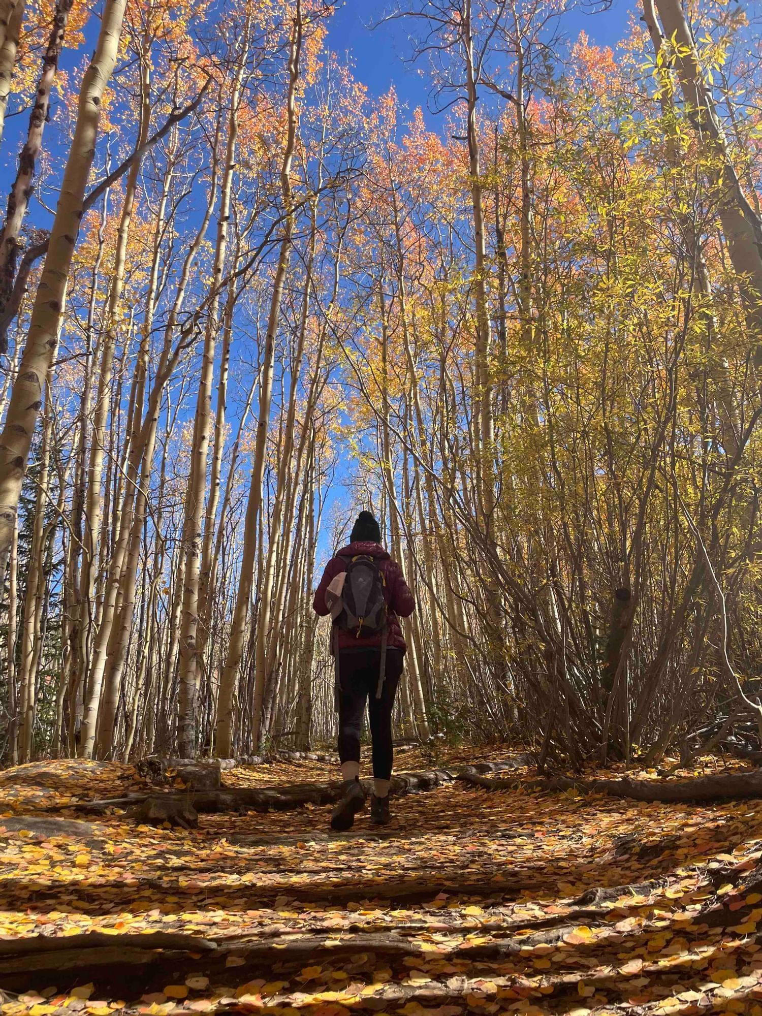 A man walking through the forest near Kinship Landing