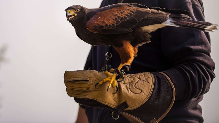 Closeup of Eagle statue in Puy Du Fou near The Original Hotels