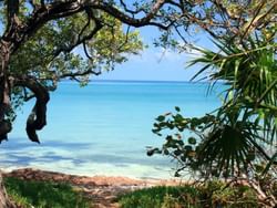 Ocean view through the forest at Lignumvitae Key Botanical State Park near Bayside Inn Key Largo