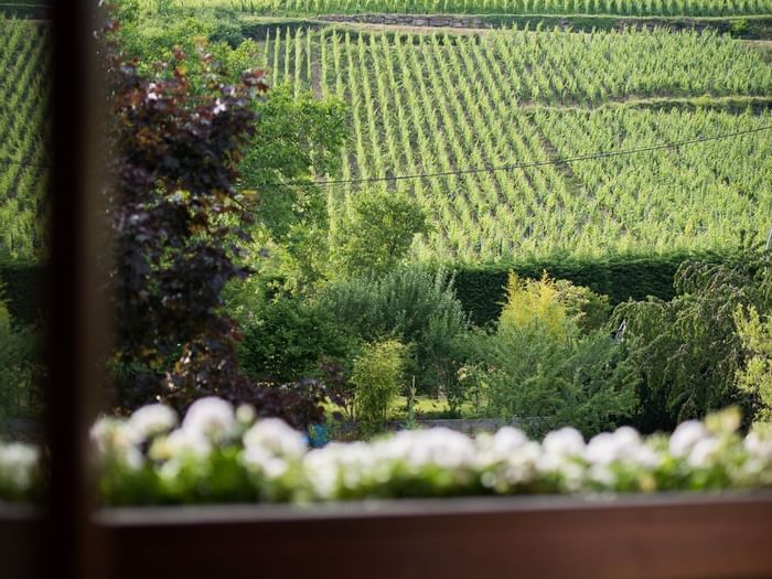 Wine yard view from the balcony of Hotel Kastelberg