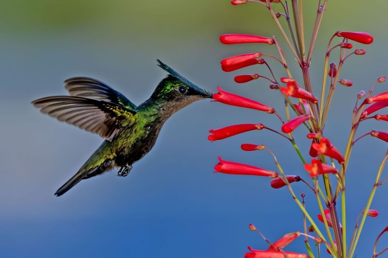 Vibrant green hummingbird hovers near bright red flowers, showcasing its colorful plumage near Golden Rock Resort