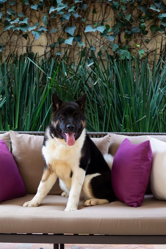 American Akita dog sitting on a sofa at Dominion Suites Polanco