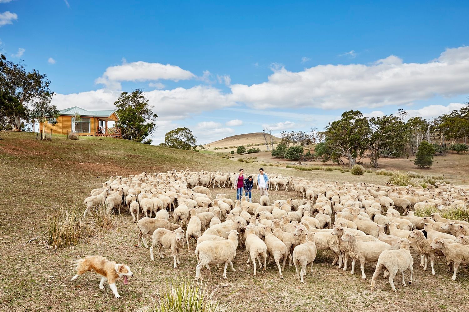 People with sheep at Curringa Farm near Strahan Village