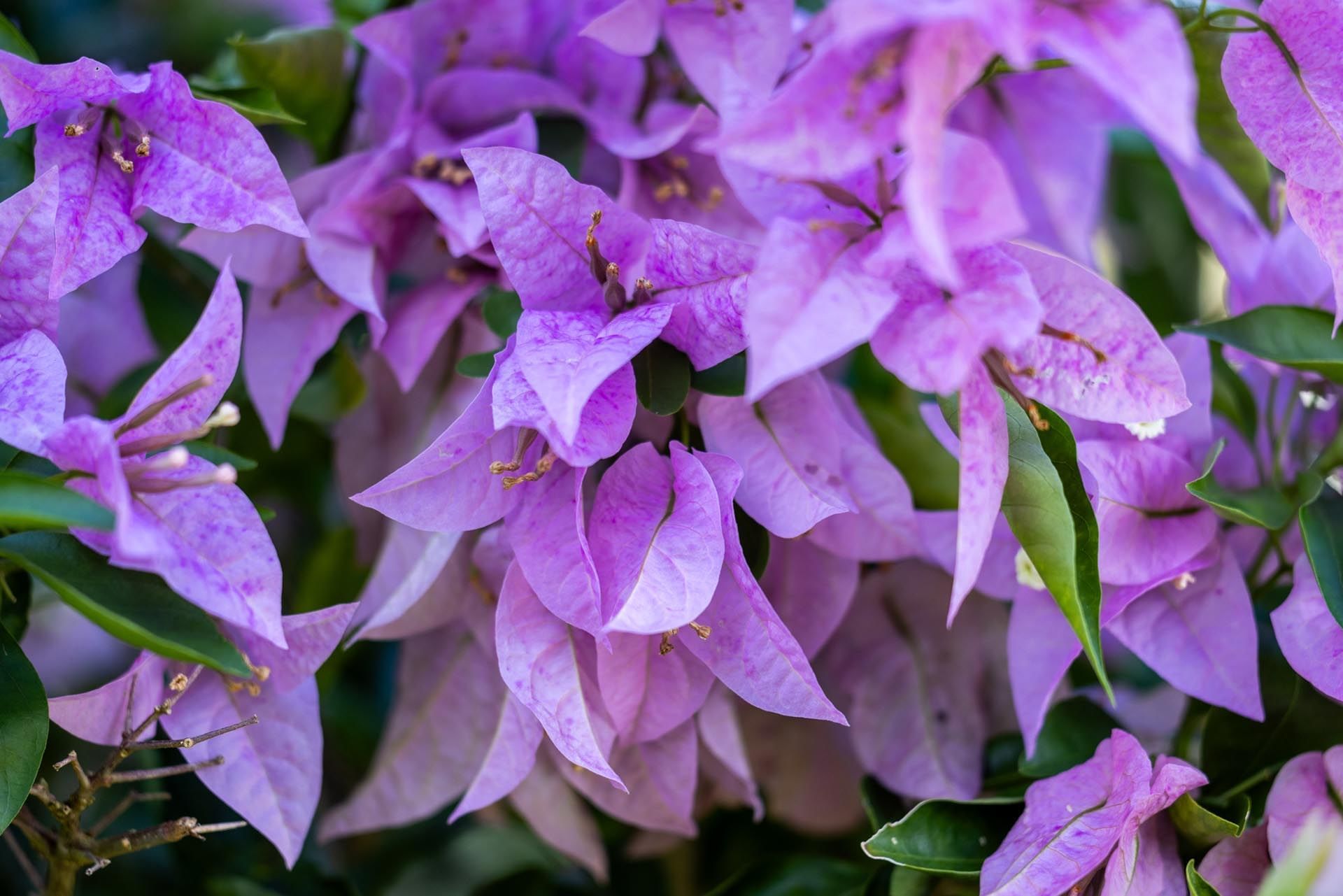 Close-up of Lavender Flowers in a garden at Ladera Resort