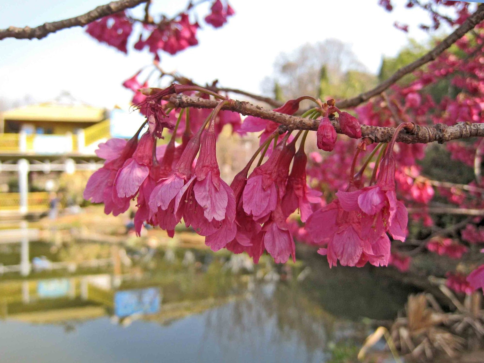 Spring in Kunming | Grand Park Kunming 