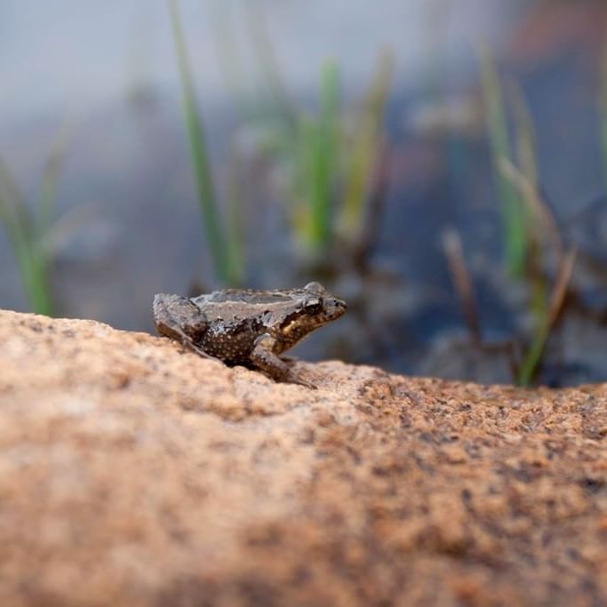 Frog on a rock at freycinet national park near Strahan Village 