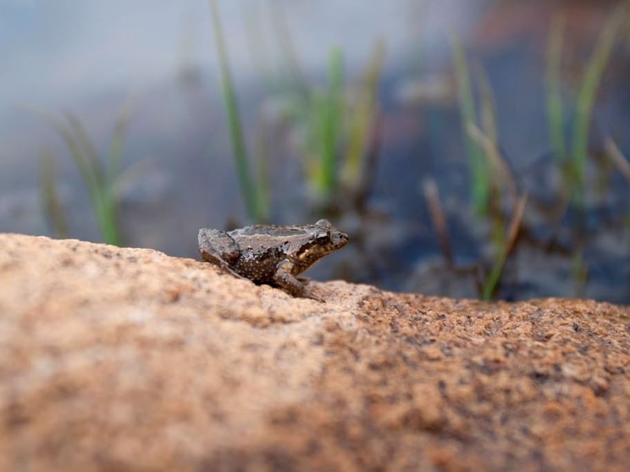 Frog on a rock at freycinet national park near Strahan Village