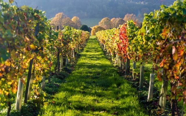 The vineyard at Denbies Wine Estate in Surrey
