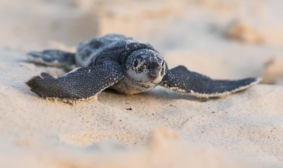 Close-up of a baby sea turtle resting on the sandy beach near Amsterdam Manor Beach Resort