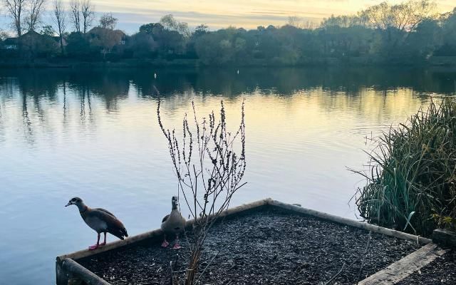 geese at goldsworth park lake in woking