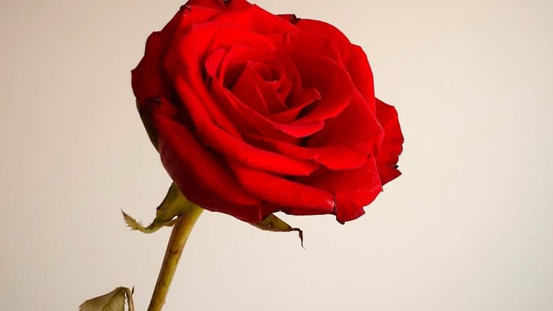 The Knightsbridge Romance Package offer details