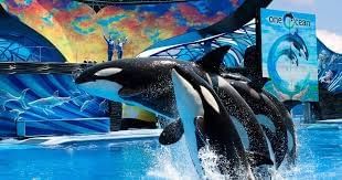 Dolphin Show in Sandiego