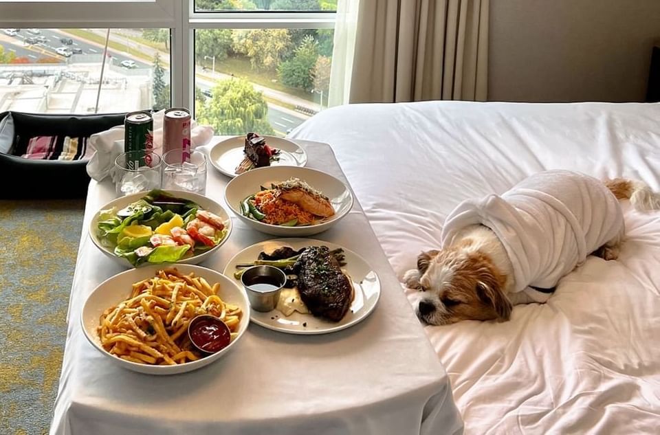 Dog lying on a bed with a white duvet facing a tray with a full meal including steak and fries at Hotel X Toronto